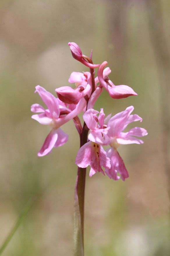 orchis pauciflora, mascula e ibridi